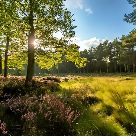 Modern Dog Friendly Veluwe With Fenced Garden & Air Conditioning - Forest And Sauna Nearby シャレー