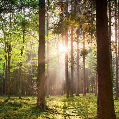 シャレー Modern Dog Friendly Veluwe With Fenced Garden & Air Conditioning - Forest And Sauna Nearby プッテン
